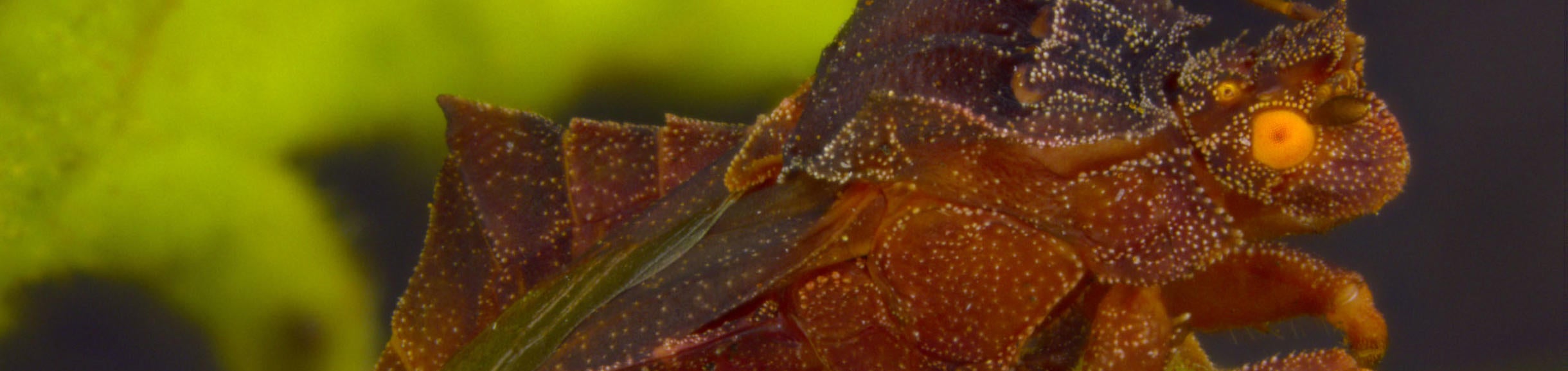 Elasmodeminae | Heteropteran Systematics Lab